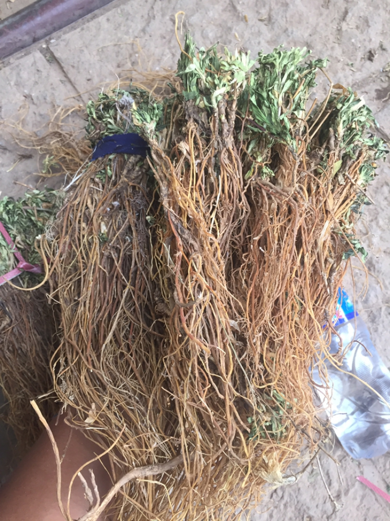 龙胆草龙胆草龙胆草草