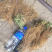 龙胆草龙胆草龙胆草草