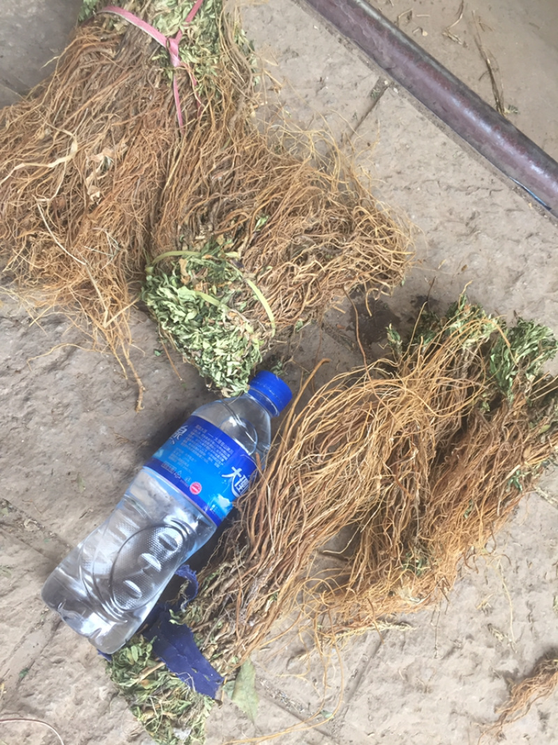 龙胆草龙胆草龙胆草草