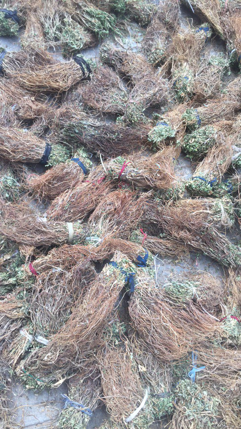 龙胆草龙胆草龙胆草草