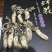 金蝉花精品知了花2024年选货