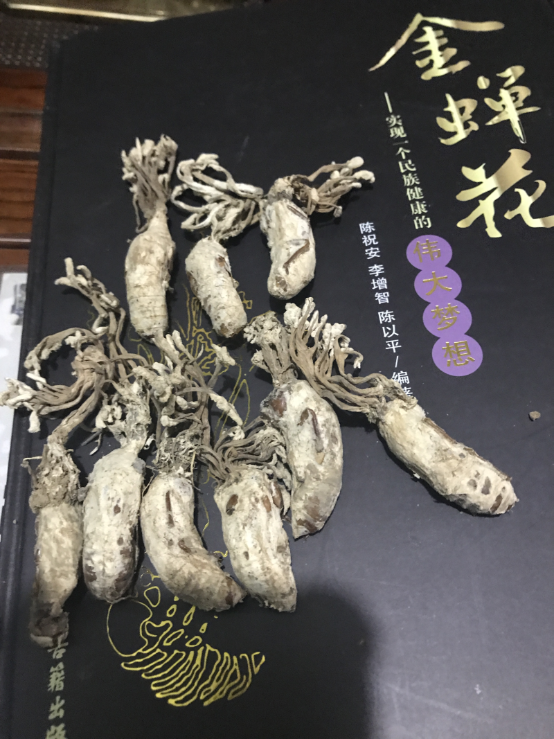 金蝉花精品知了花2024年选货