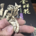 金蝉花精品知了花2024年选货