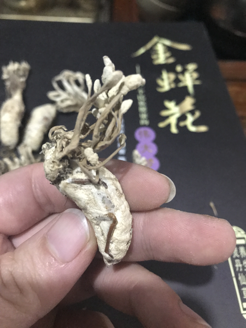 金蝉花精品知了花2024年选货