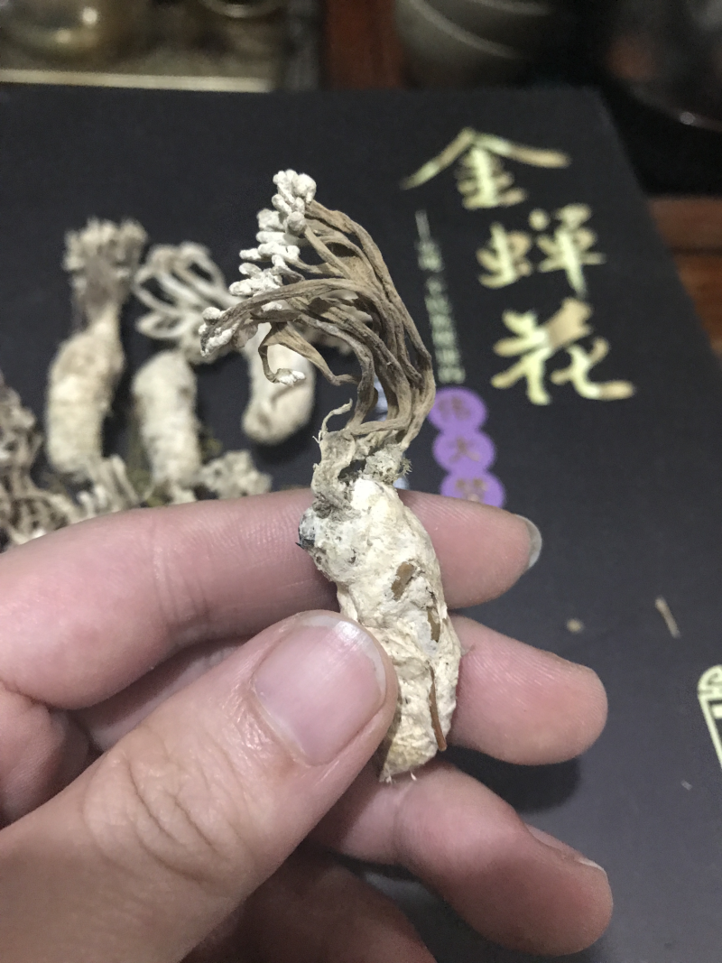 金蝉花精品知了花2024年选货