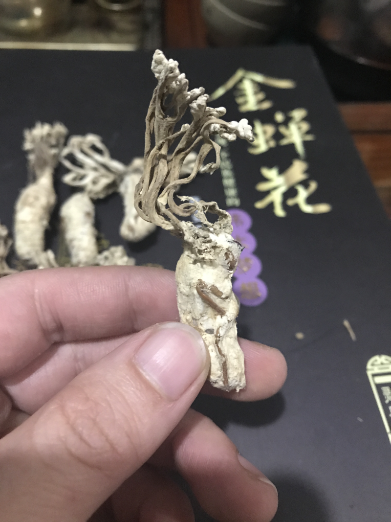 金蝉花精品知了花2024年选货