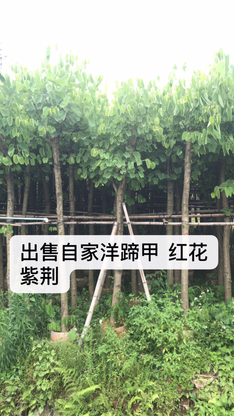 出售洋蹄甲洋紫荆移植袋苗5-15公分需要的老板联系