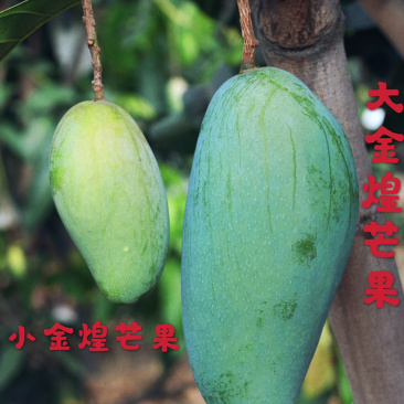 金煌芒果
