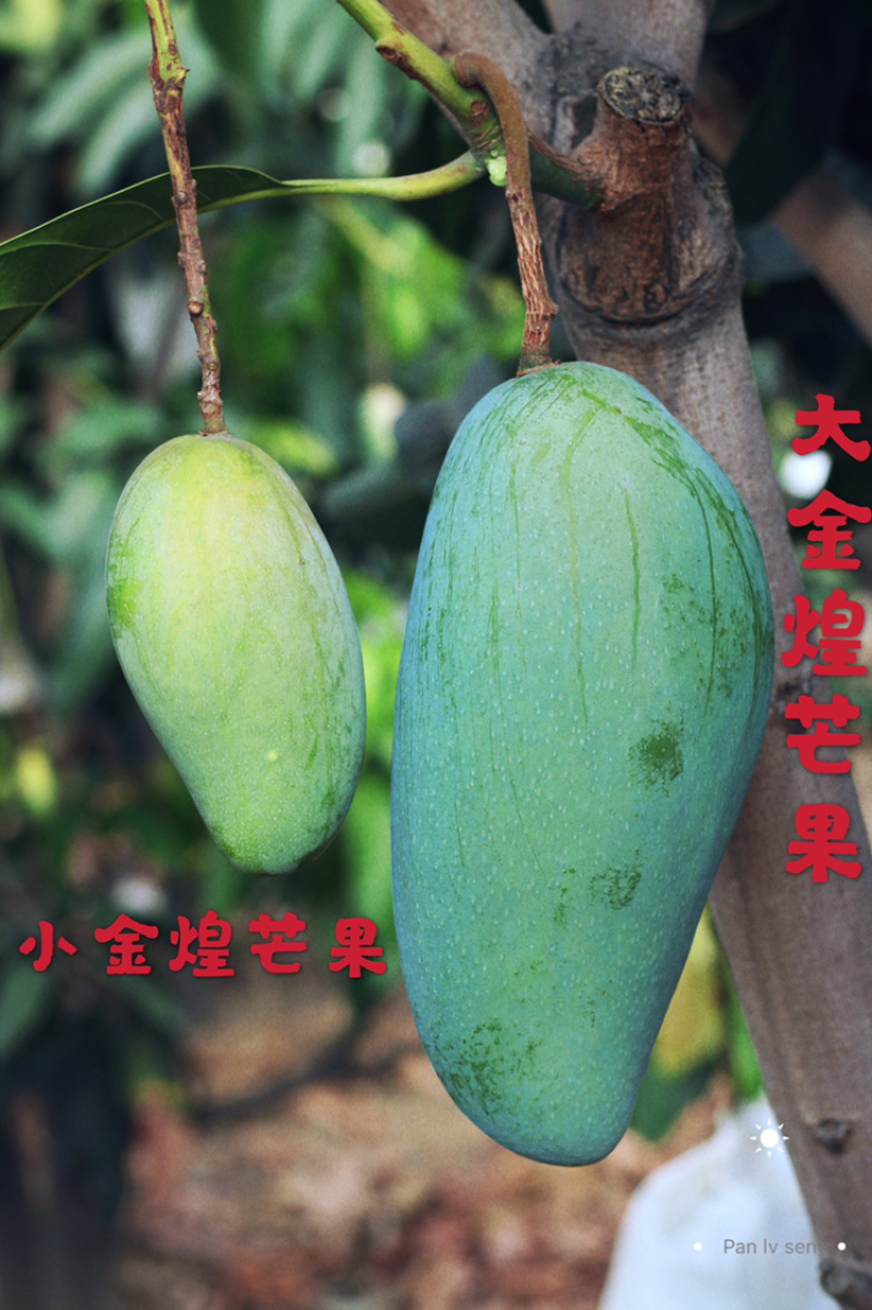 金煌芒果