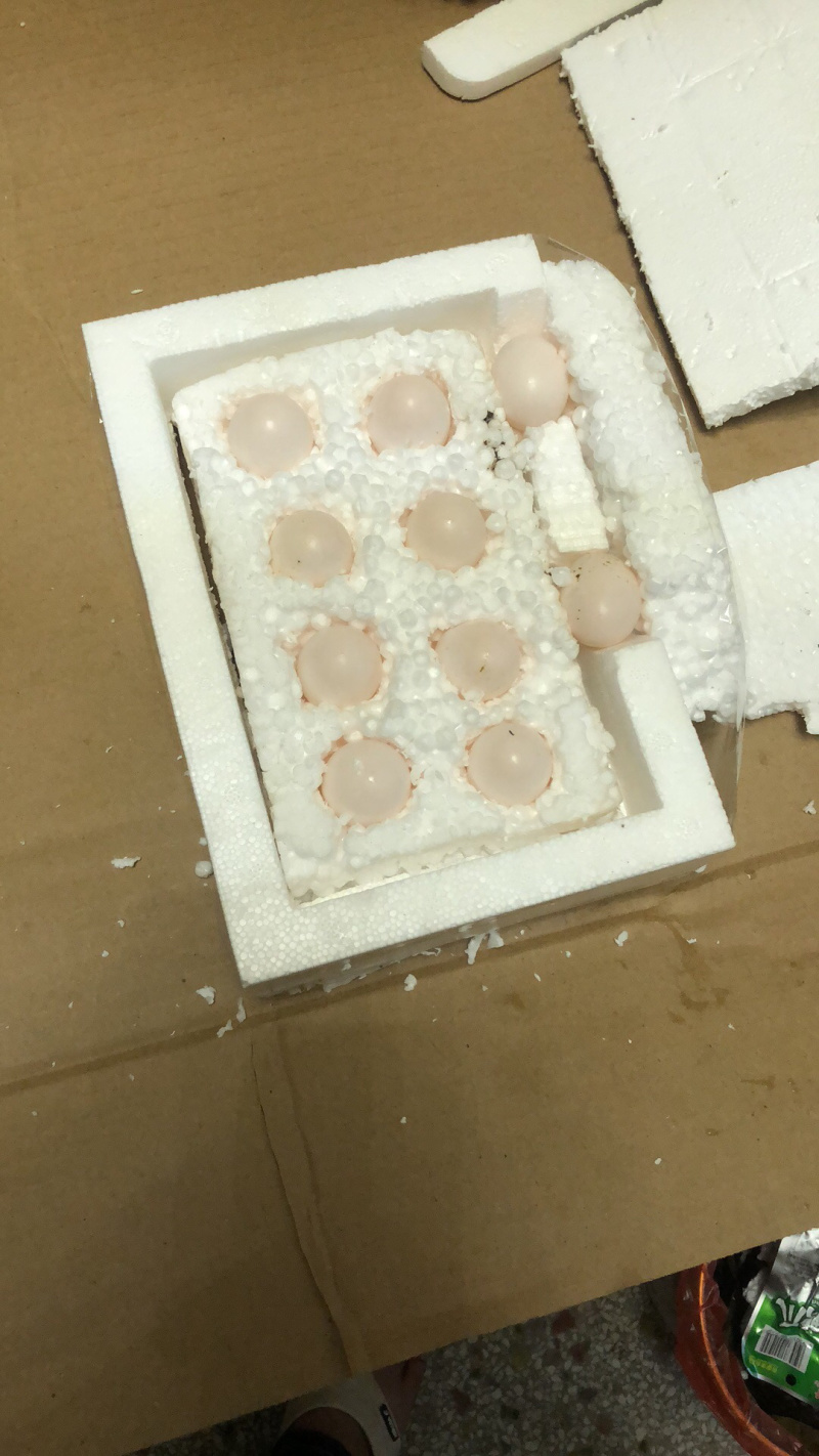 鸽子蛋，各种颜色的赛鸽