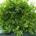 苦菊20~25cm