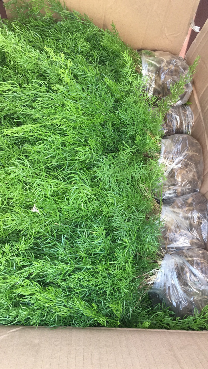 大天冬苗多薯基地一首货源批发一年大苗货真价实