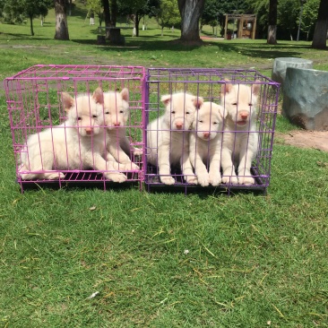 四川川东猎犬比特黑狼出售可视频在线观看产地直供