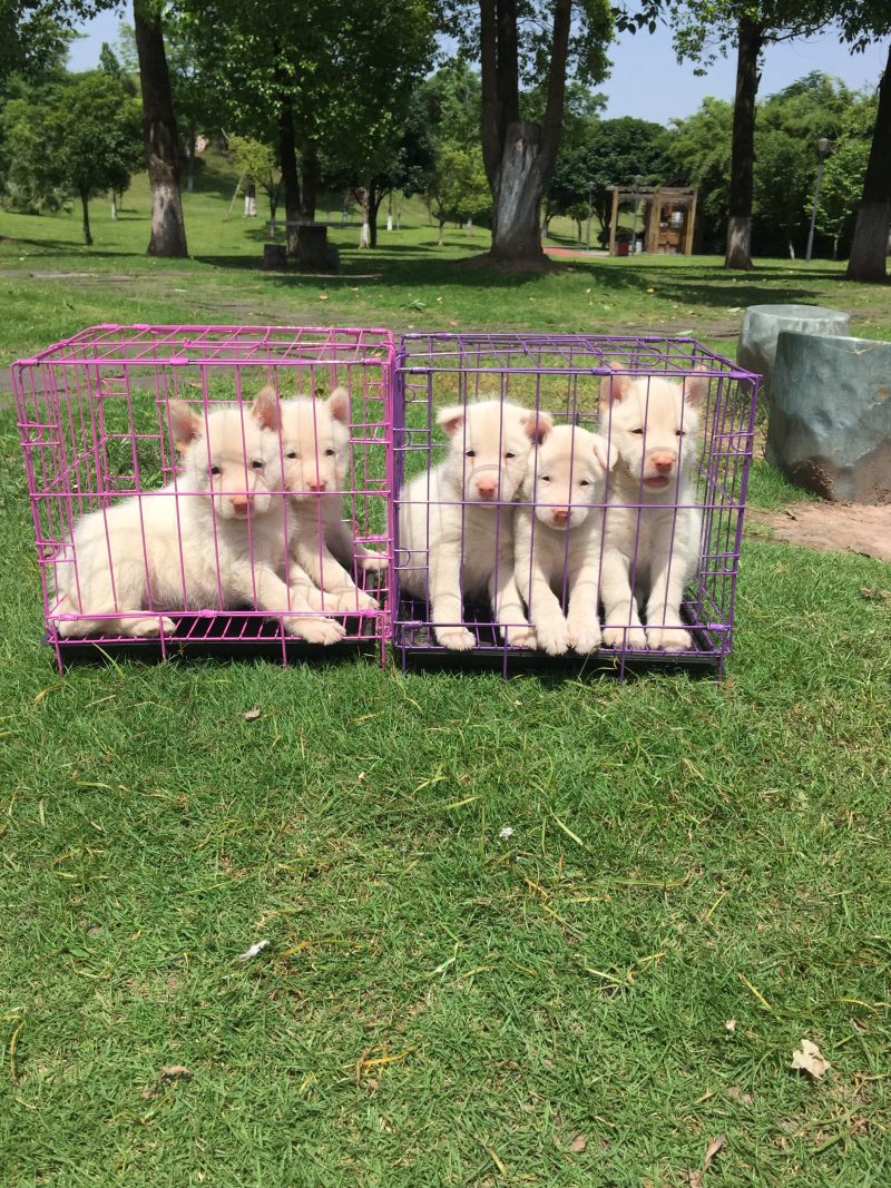 四川川东猎犬比特黑狼出售可视频在线观看产地直供