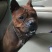 四川川东猎犬比特黑狼出售可视频在线观看产地直供