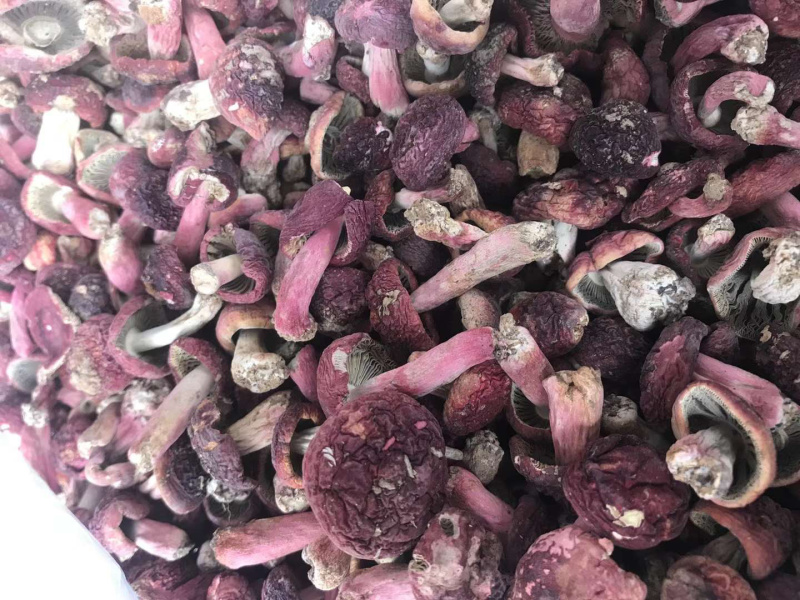 红菌（菌丁）