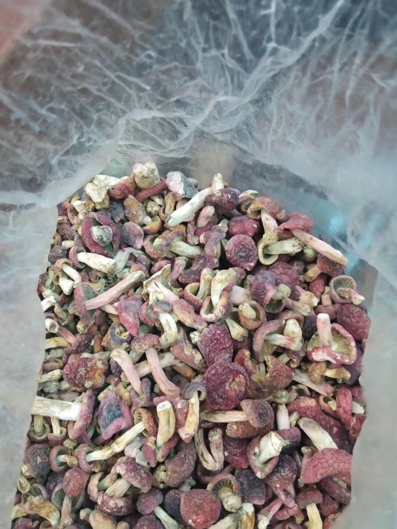 红菌（菌丁）