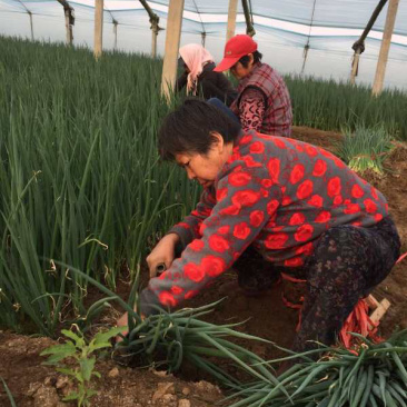 万亩基地优质【铁杆葱苗】山东潍坊大量有货假一赔十