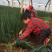 万亩基地优质【铁杆葱苗】山东潍坊大量有货假一赔十