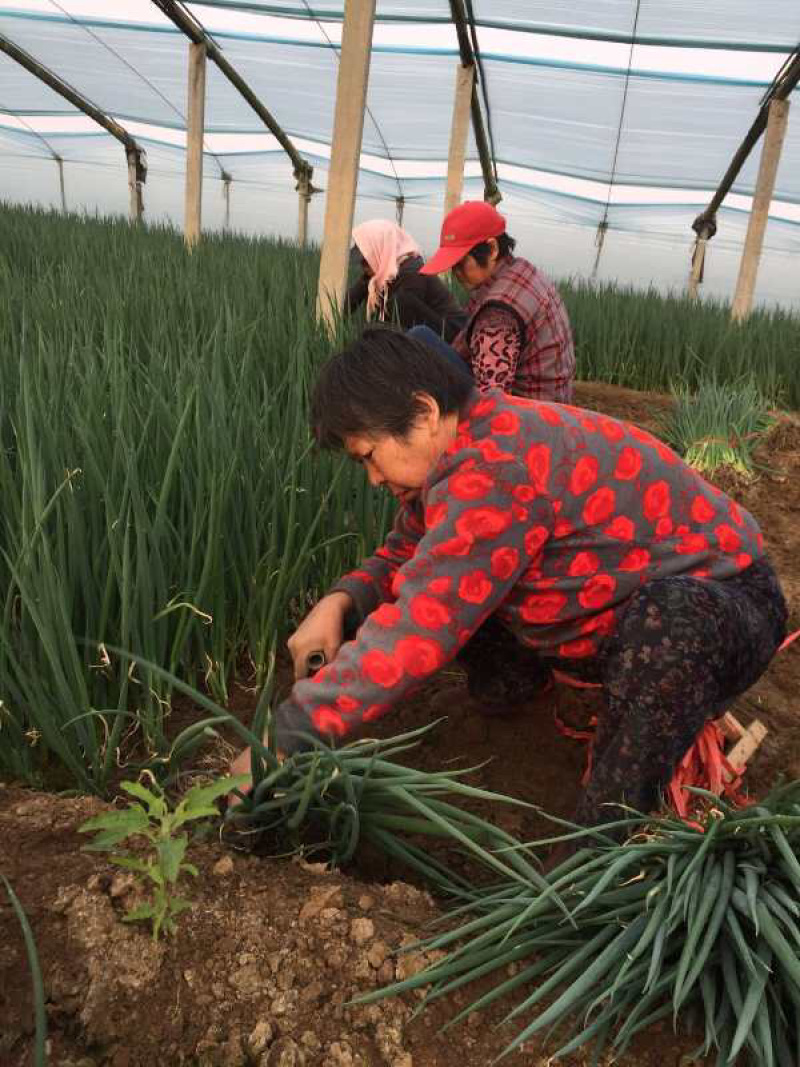 万亩基地优质【铁杆葱苗】山东潍坊大量有货假一赔十