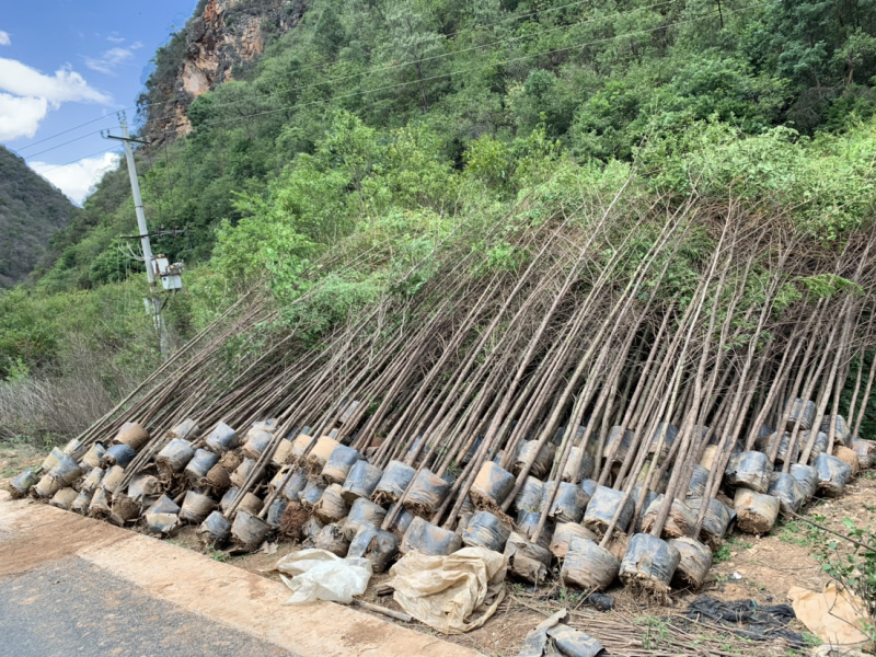 绿化苗木红豆杉