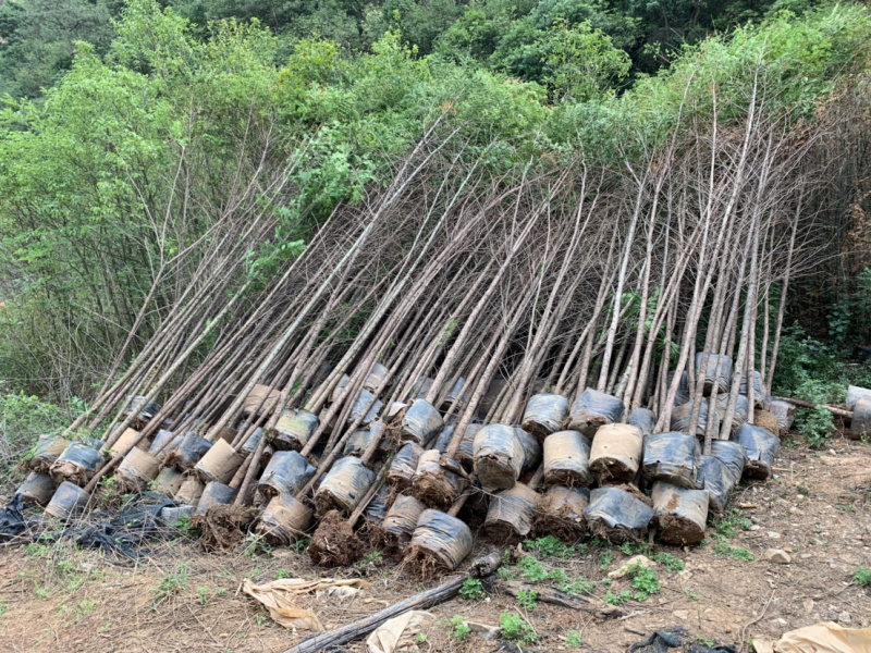 绿化苗木红豆杉