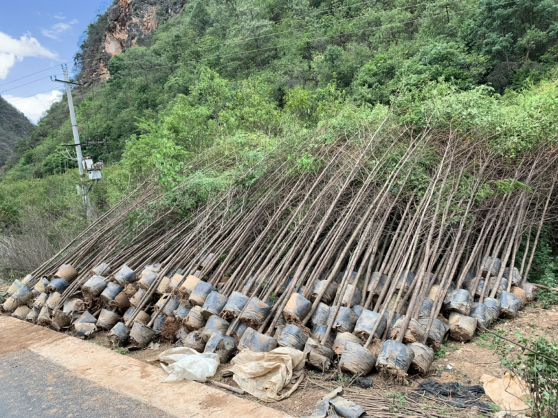 绿化苗木红豆杉