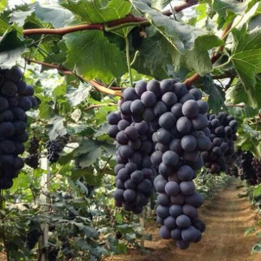 辽峰🍇巨峰🍇蓝宝石🍇