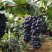 辽峰🍇巨峰🍇蓝宝石🍇