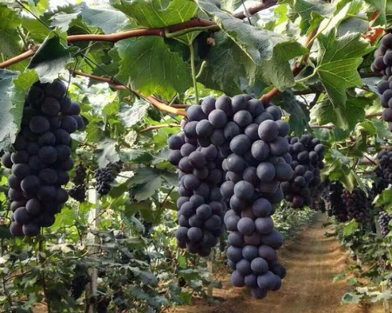 辽峰🍇巨峰🍇蓝宝石🍇