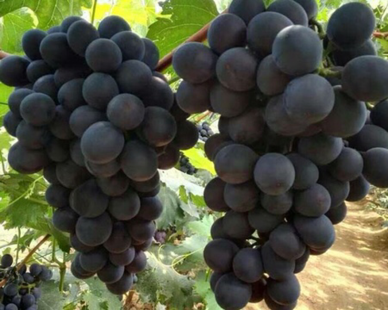 辽峰🍇巨峰🍇蓝宝石🍇