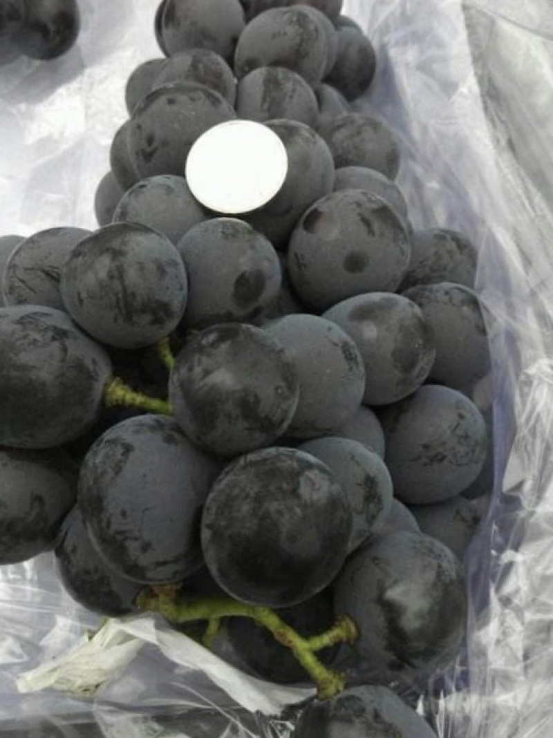 辽峰🍇巨峰🍇蓝宝石🍇
