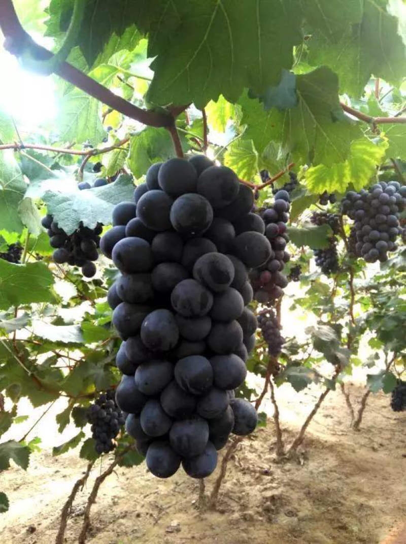 辽峰🍇巨峰🍇蓝宝石🍇