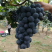 辽峰🍇巨峰🍇蓝宝石🍇