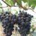 辽峰🍇巨峰🍇蓝宝石🍇