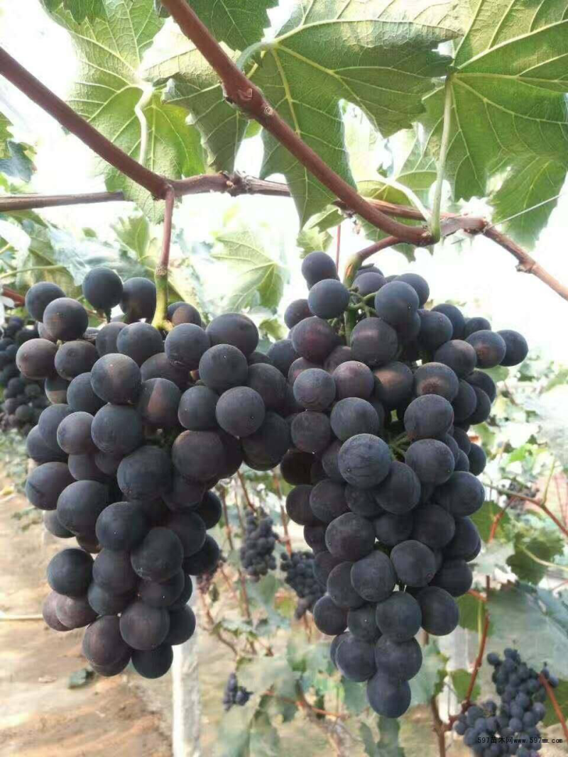 辽峰🍇巨峰🍇蓝宝石🍇