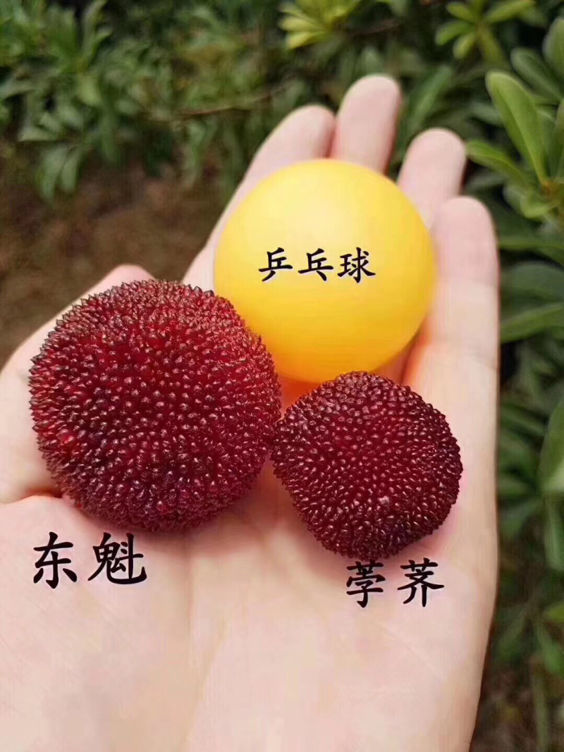 量大从优，欢迎产地参观