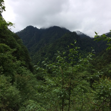 花椒苗
