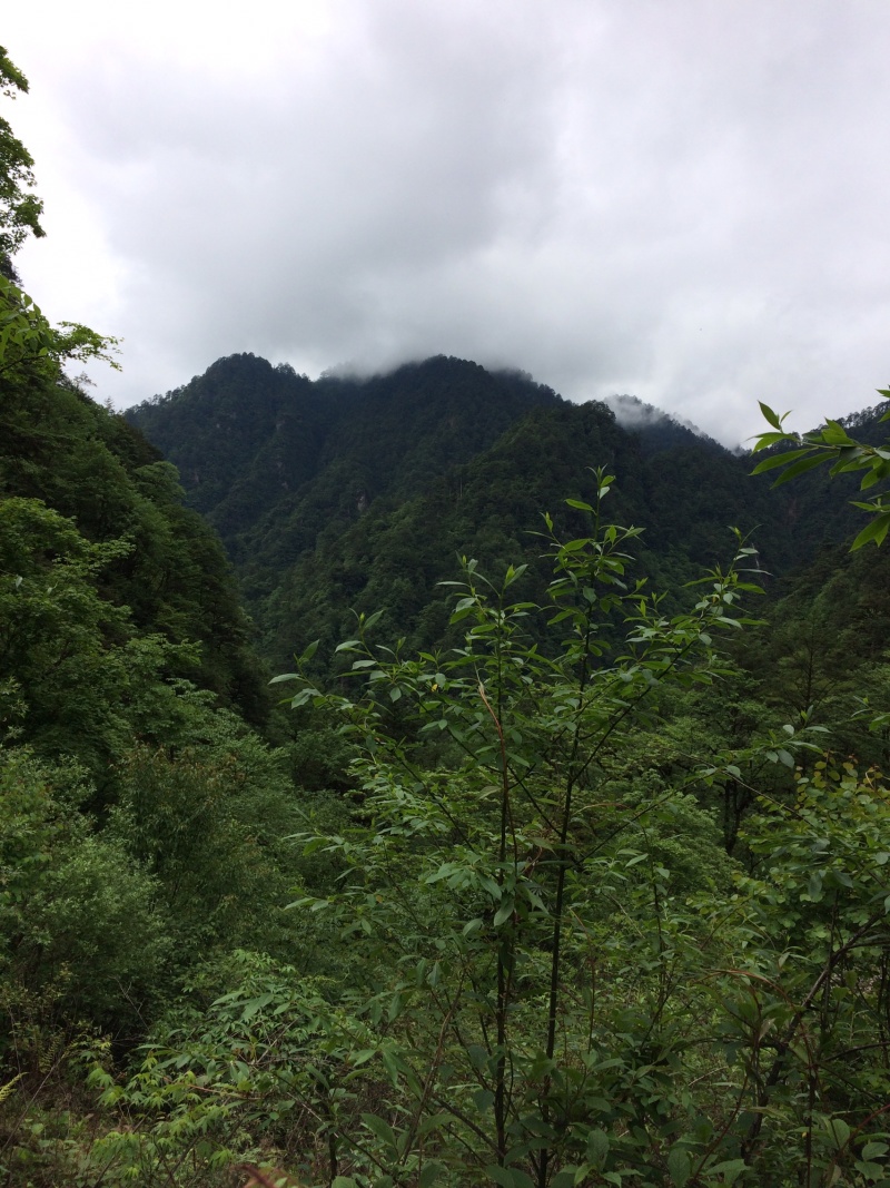 花椒苗
