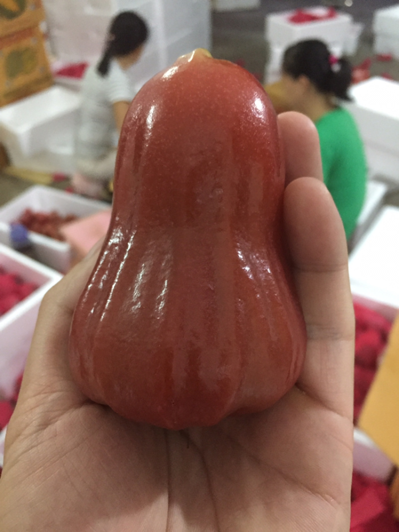 特大海南黑金刚莲雾