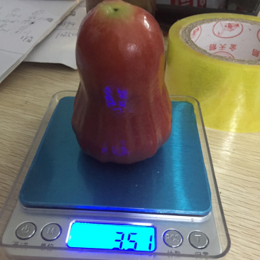 特大海南黑金刚莲雾