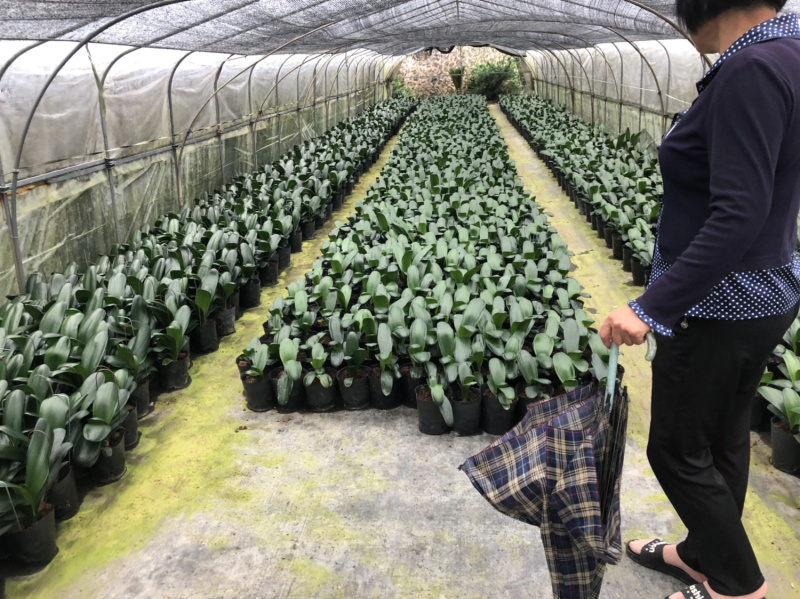 君子兰五六年苗8到10片叶子批发一件50棵