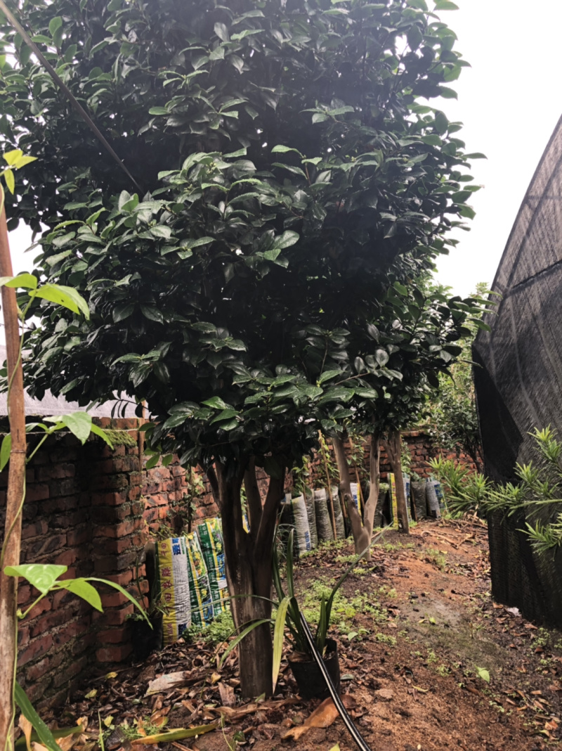 黑魔法茶花七仙女鸳鸯凤冠迪斯花孔雀原生苗