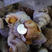新鲜冷冻白螺熟冻白螺海螺无沙海螺规格4只一斤一件20斤