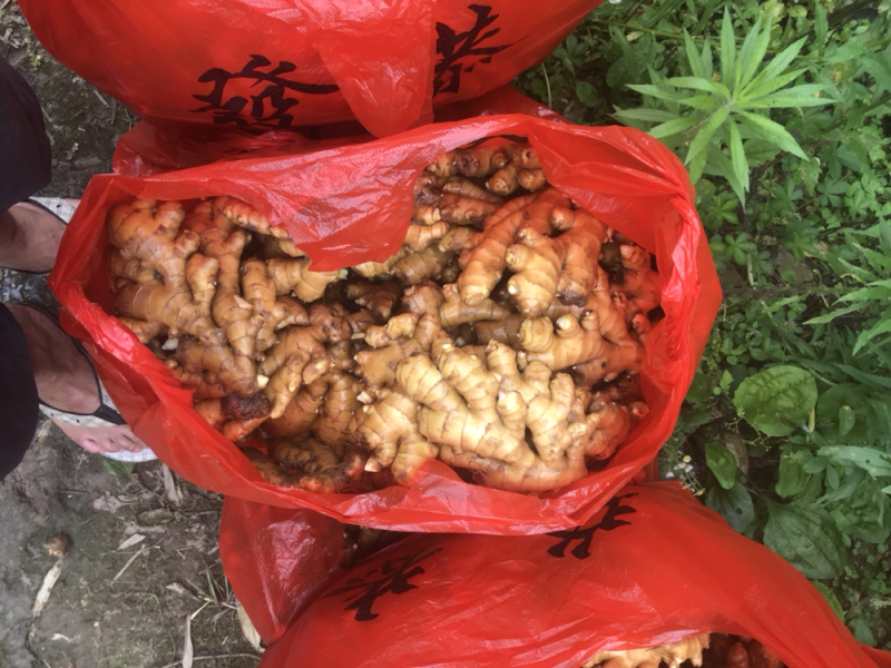 特级水洗小黄姜