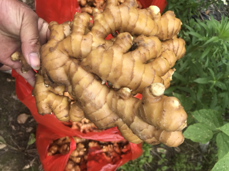 特级水洗小黄姜