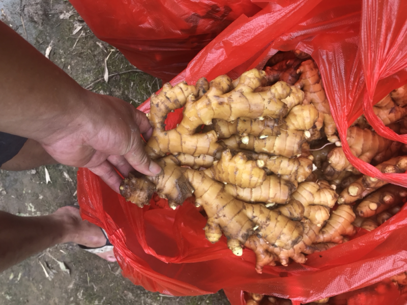 特级水洗小黄姜