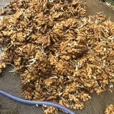 特级水洗小黄姜