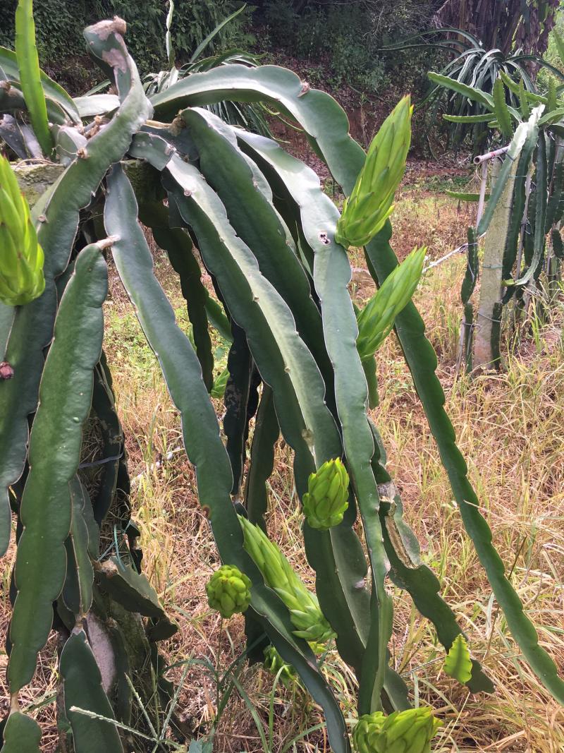 火龙果苗，无刺红龙，红心红皮火龙果，自粉火龙果苗
