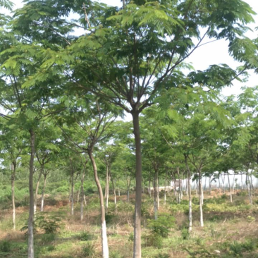 合欢树10-12公分.苗圃出售优质合欢.成活率高。